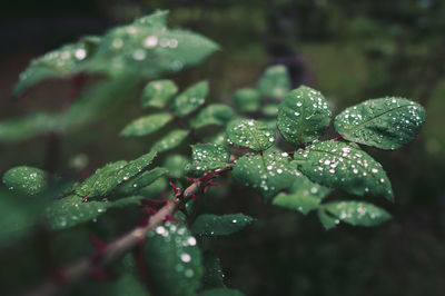 Close-up of wet plant leaves during rainy season