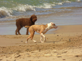 Spanish water dog and american pit bull terrier walking on shore at beach