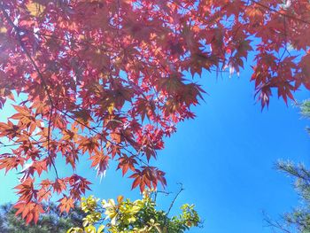 Low angle view of maple tree against sky
