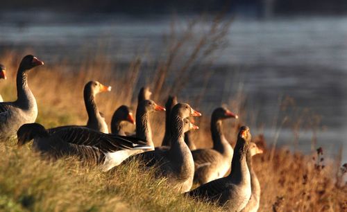 Close-up of grey geese