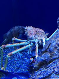 Close-up of giant japanese spider crab in water