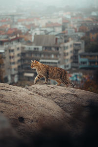 View of a cat  walking against  city view 