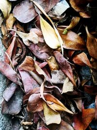 High angle view of dry leaves on ground