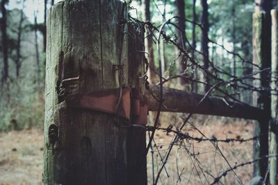 Close-up of tree trunk