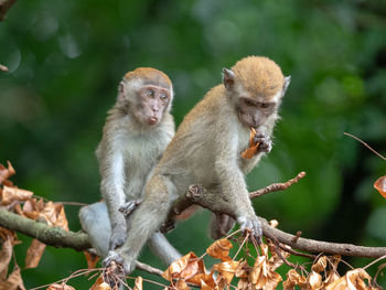 Monkeys sitting on branch