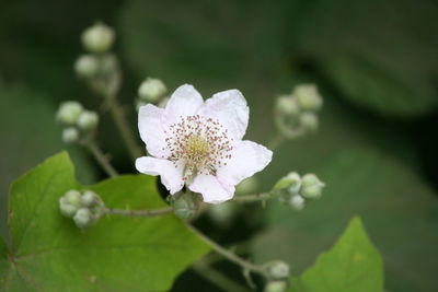 Close-up of white flower blooming outdoors