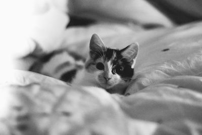 Portrait of cat resting on bed at home