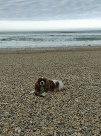 View of dog on beach