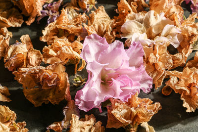 Close-up of wilted rose in bloom