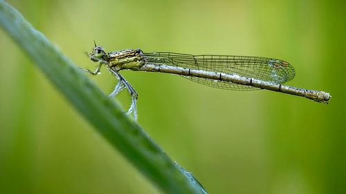 Close-up of damselfly on grass