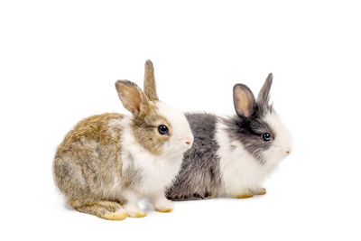 Close-up of two cats against white background