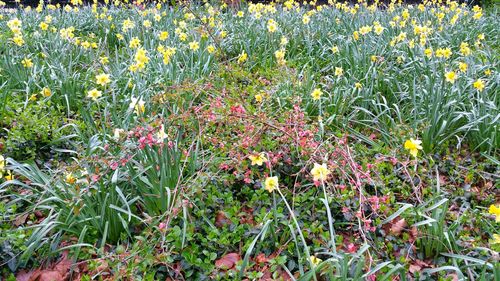 Full frame shot of yellow flowers blooming on field