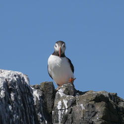 Low angle view of seagull on rock against clear blue sky