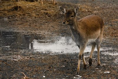 Deer standing in water