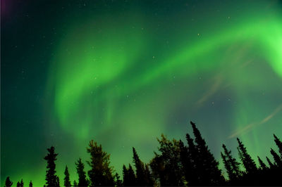 Low angle view of trees against sky at night