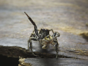 Close-up of spiders on wood