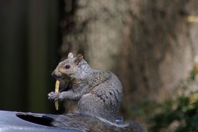 Close-up of an animal