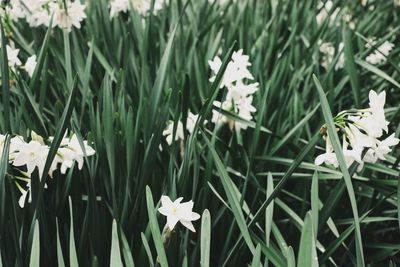 Close-up of flowers blooming in field