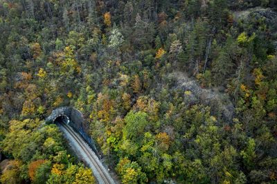 High angle view of road amidst trees in forest