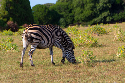 Zebra in a field