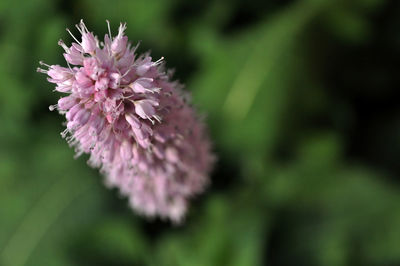 Close-up of pink flowers