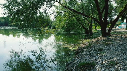 Reflection of trees in river