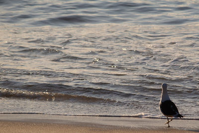 Seagulls on beach