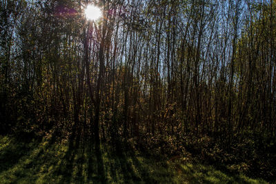 Trees growing in forest against sky