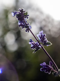 Close-up of purple flowering plant