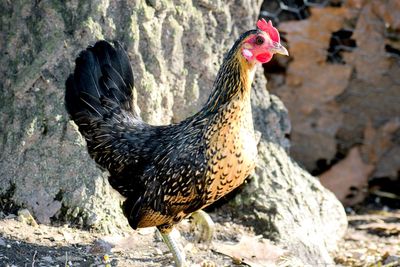 Close-up of a chicken