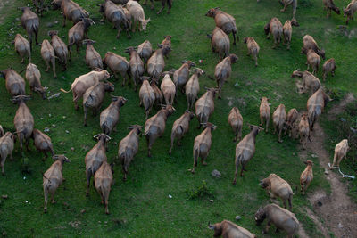 Herd of buffalo grazing in the field
