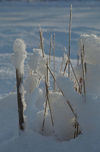 Snow covered wooden posts on land during winter