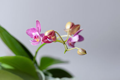 Close-up of pink flowering plant over white background