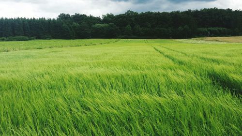 Scenic view of grassy field against sky