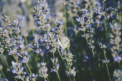 Close-up of purple flowers