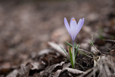 Close-up of crocus blooming on field