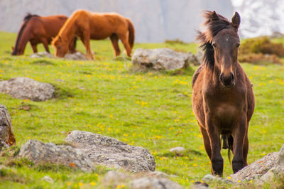 Horses grazing on grassy field