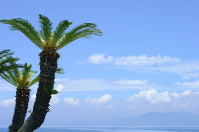 Low angle view of coconut palm tree against blue sky