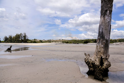 Driftwood on beach against sky