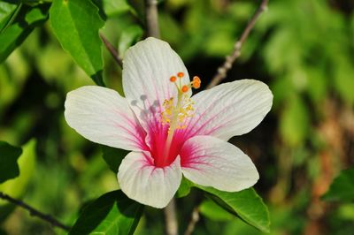 Close-up of pink flower blooming outdoors