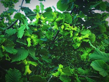 Low angle view of fresh green plant