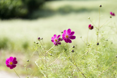 Close-up of cosmos flowers blooming on field