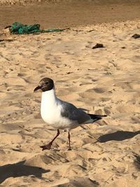 Seagull on beach