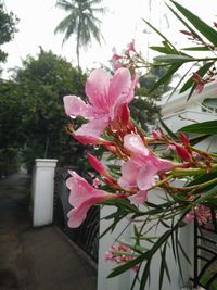 Close-up of pink flowers