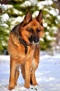 Portrait of dog on snow covered land