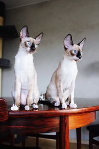 Portrait of cat sitting on table