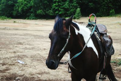 Close-up of horse on field