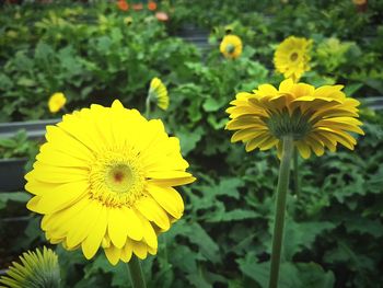 Close-up of yellow flowers blooming outdoors