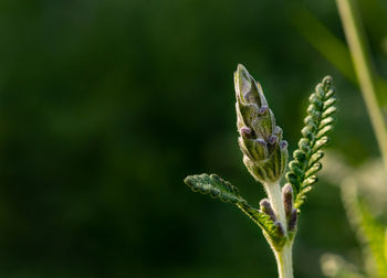 Close-up of plant against blurred background