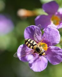 Close-up of honey bee pollinating on purple flower